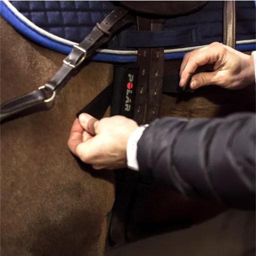 Polar Equine lovagló öv