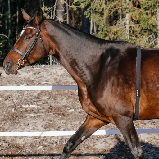 Polar Equine lovagló öv