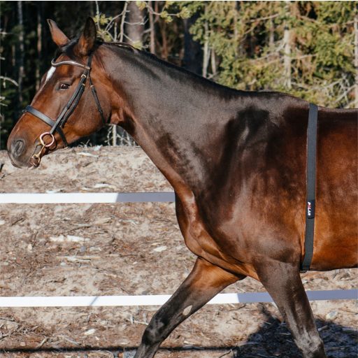 Polar Equine pulzusmonitor ügetőknek