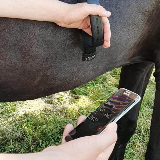 Polar Equine egészség ellenőrző