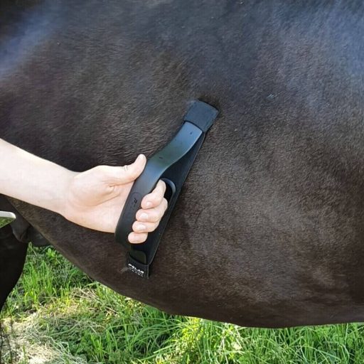 Polar Equine egészség ellenőrző